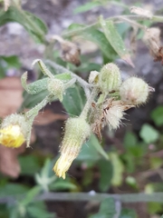 Andryala integrifolia