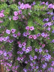 Echium pininana