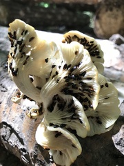 Triplax thoracica