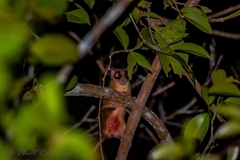 Marmosops incanus