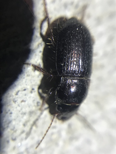 Piosoma setosum