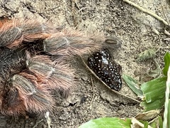 Acanthoscurria chacoana