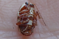 Cryptocephalus mutabilis