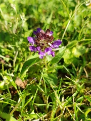 Prunella vulgaris