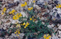 Coronilla minima lotoides