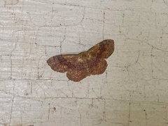 Leptostales ferruminaria