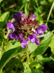 Prunella vulgaris