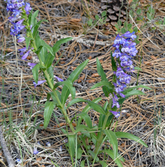 Penstemon glaber