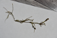 Potamogeton sibiricus