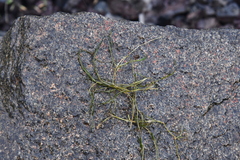 Potamogeton sibiricus