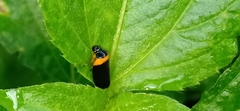 Phymatostetha deschampsi