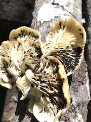 Triplax thoracica