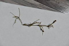 Potamogeton sibiricus