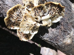 Triplax thoracica