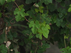 Vitis ficifolia