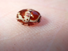 Cryptocephalus mutabilis