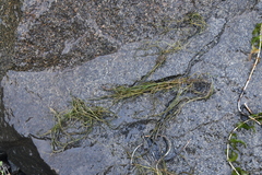 Potamogeton friesii