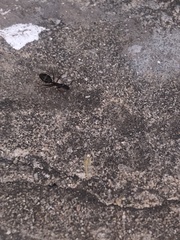 Camponotus barbaricus