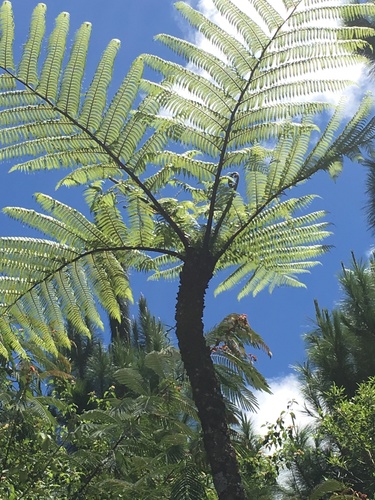 Cyatheaceae image