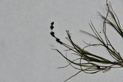 Potamogeton friesii