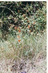 Centaurea polymorpha