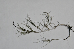 Potamogeton friesii