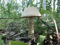 Leccinum duriusculum