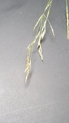 Agrostis scabra