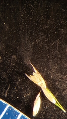 Agrostis scabra