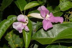 Bignonia aequinoctialis