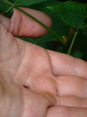 Cryptocephalus mutabilis