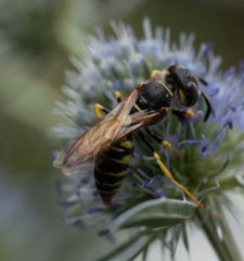 Philanthus triangulum
