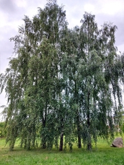 Betula pendula