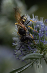 Philanthus triangulum