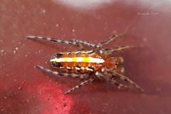Alpaida grayi