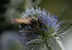 Philanthus triangulum