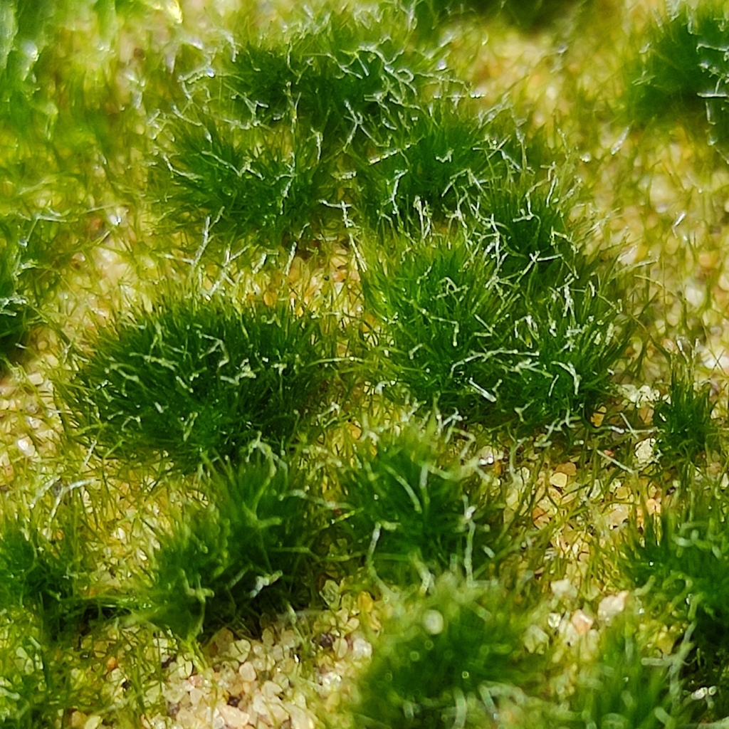 Vaucheria from 3411 MV Lopik, Nederland on July 9, 2022 at 0122 PM by