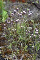 Erigeron acris