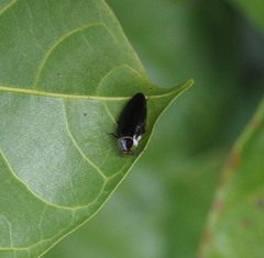 Sorineuchora nigra