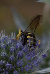 Philanthus triangulum