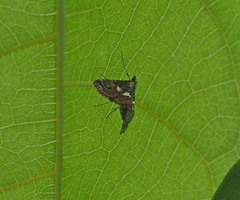 Paracymoriza cataclystalis
