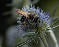 Philanthus triangulum