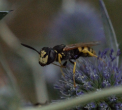 Philanthus triangulum