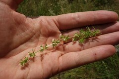 Galium humifusum