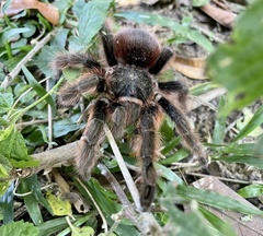 Acanthoscurria chacoana