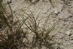 Festuca cretacea