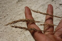 Festuca cretacea