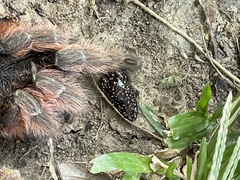 Chiasmocleis albopunctata