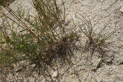 Festuca cretacea