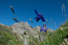 Aquilegia alpina
